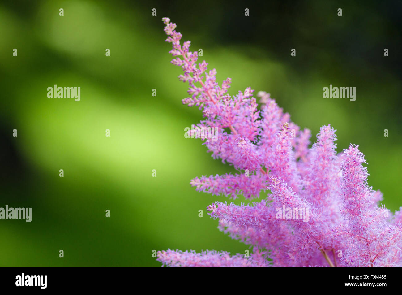 Pink Astilbe flower on green background, narrow depth Stock Photo