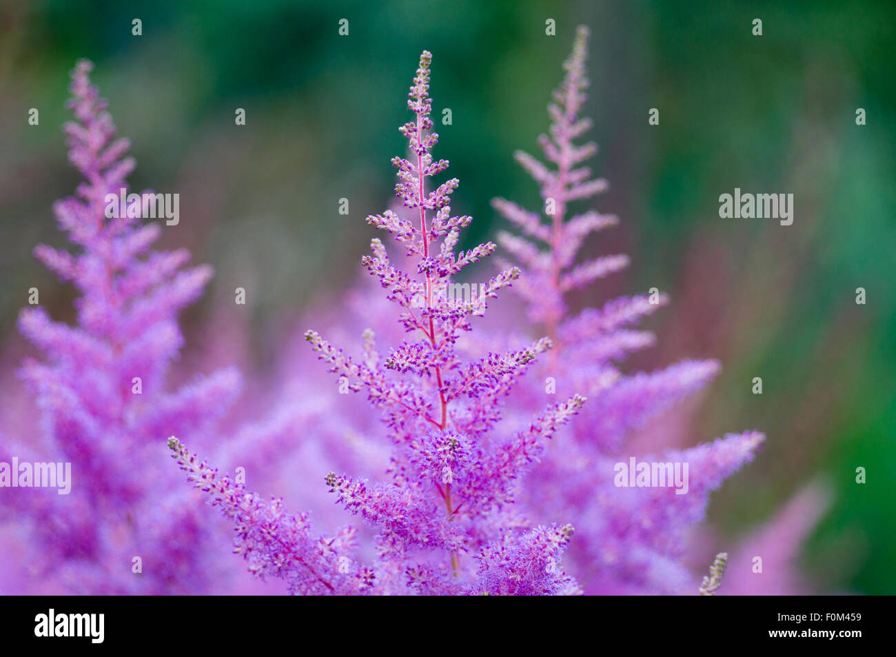 Pink Astilbe flowers closeup Stock Photo