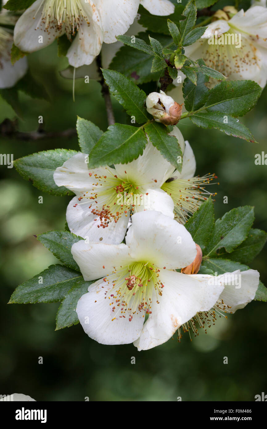 Prominent stamens adorn the white flowers of the Brush bush, Eucryphia glutinosa Stock Photo