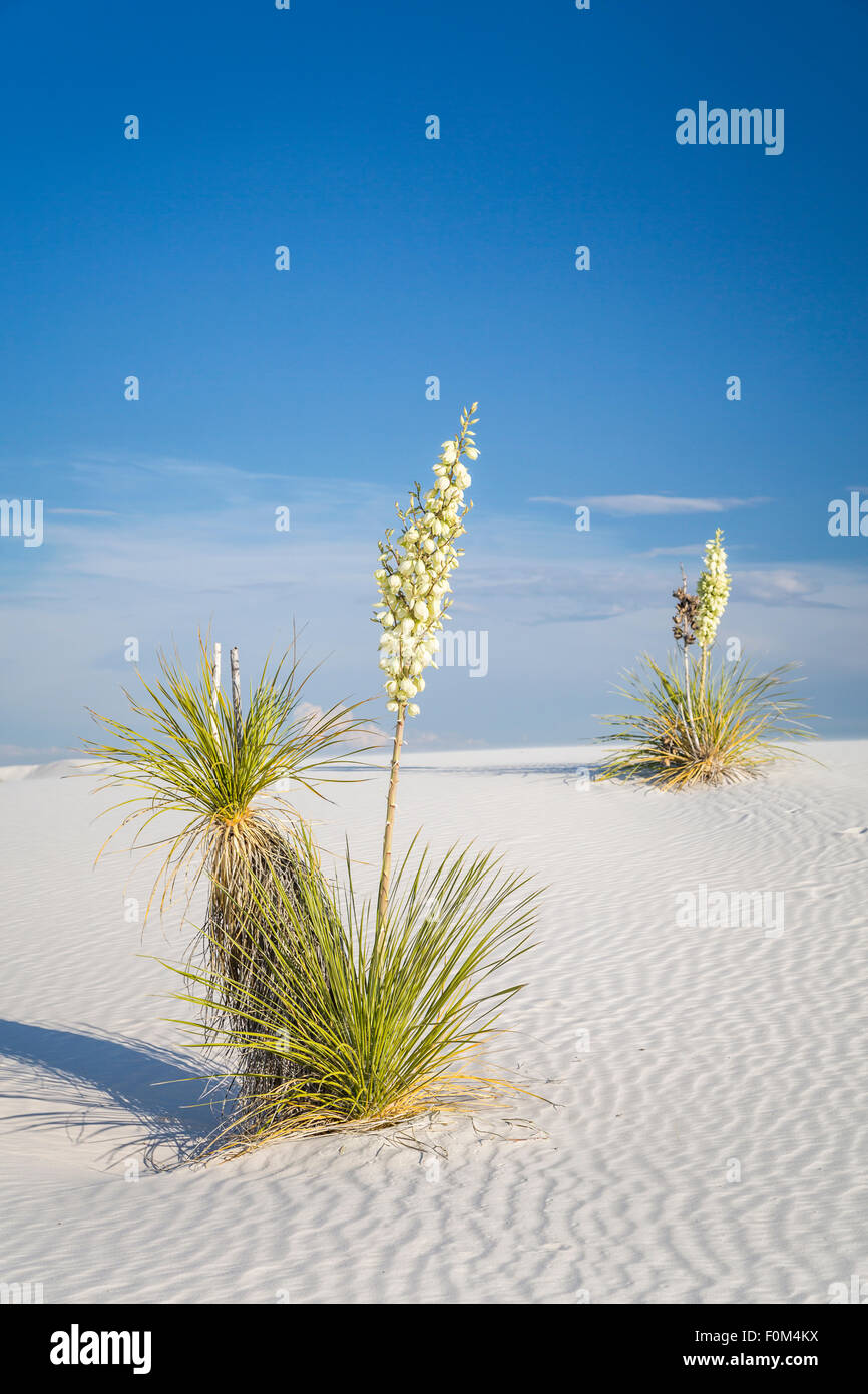 Blooming Yucca Plants In The White Gypsum Dunes Of The White Sands 