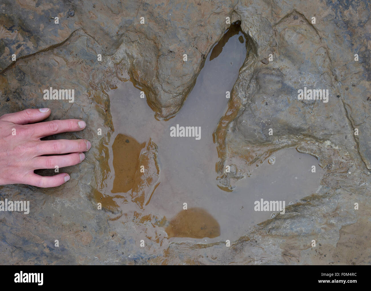 Muenchehagen, Hannover, Germany. 17th Aug, 2015. A fossilized footprint of a dinosaur in a quarry in Muenchehagen, Hannover, Germany, 17 August 2015. The footprints are believed to have been created somewhere between 135 to 145 million years ago and have a diameter of up to 1.2 meters. Credit:  dpa picture alliance/Alamy Live News Stock Photo