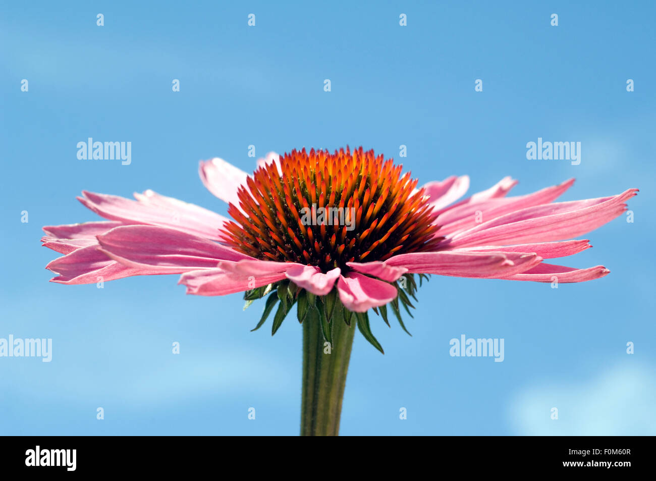 Roter Sonnenhut; Echinacea; purpurea Stock Photo