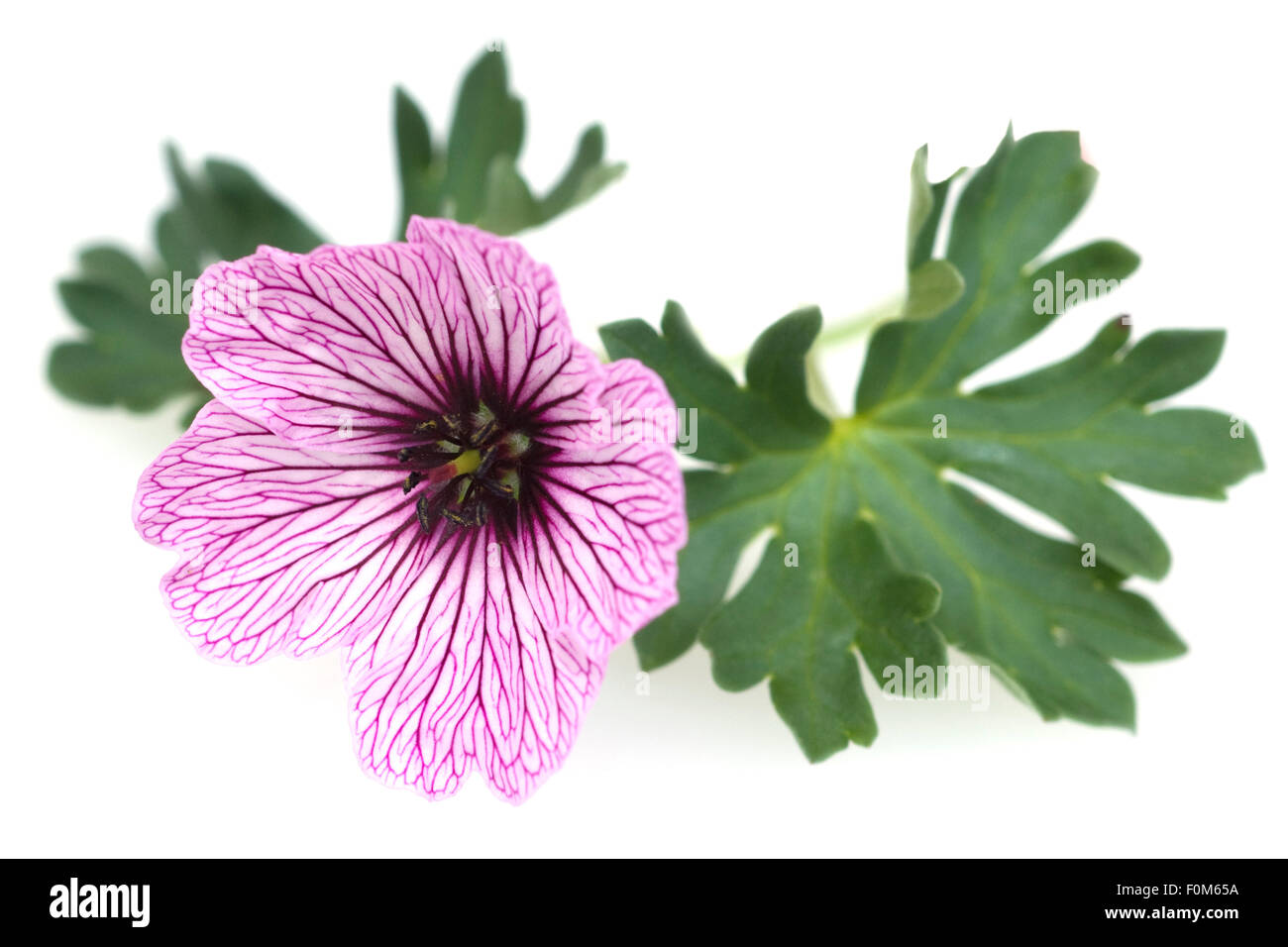 Storchschnabel; Geranium; cinereum, Stock Photo