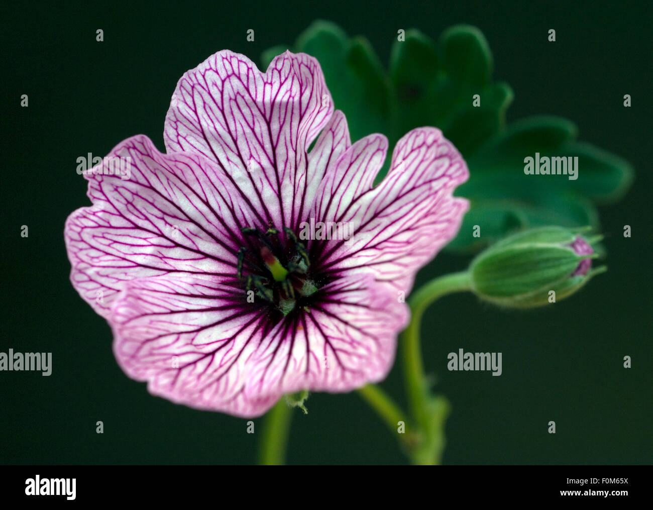 Storchschnabel; Geranium; cinereum, Stock Photo