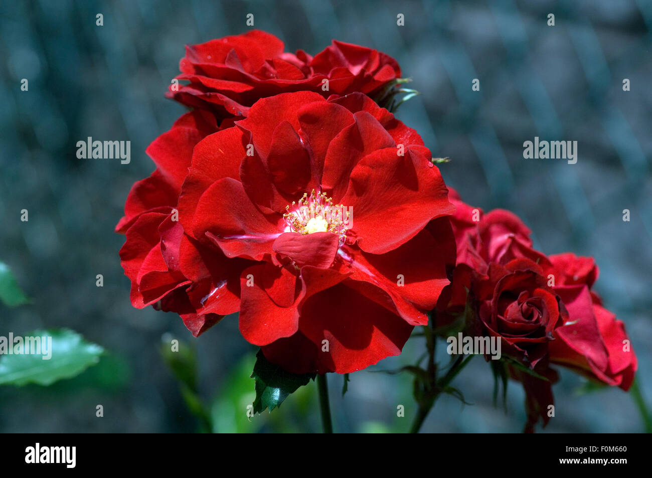 Roter, Korsar, Strauchrose Stock Photo - Alamy