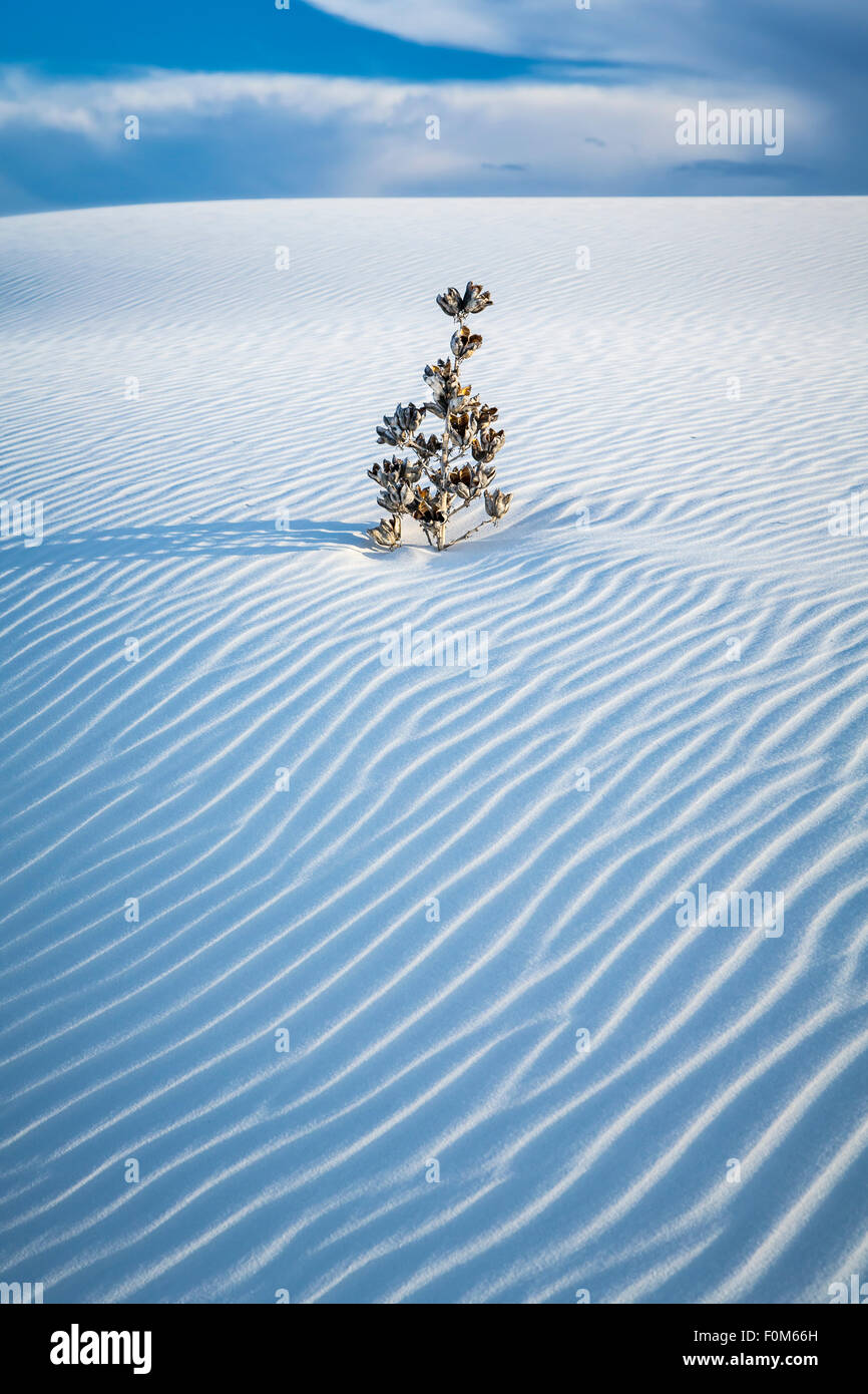 A dead yucca plant in the white gypsum dunes of the White Sands National Monument near Alamogordo, New Mexico, USA. Stock Photo