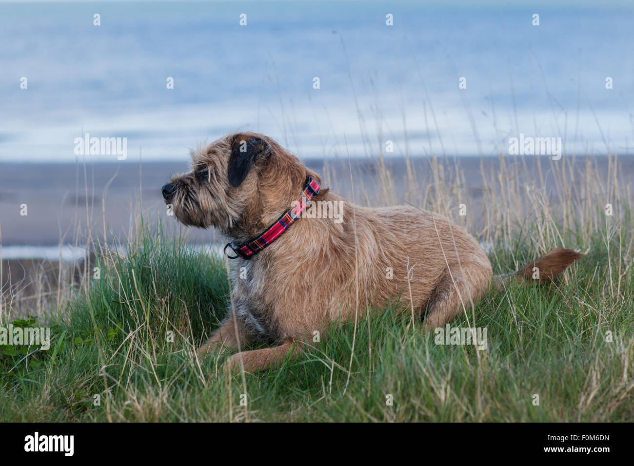 Border Terrier Dog Stock Photo