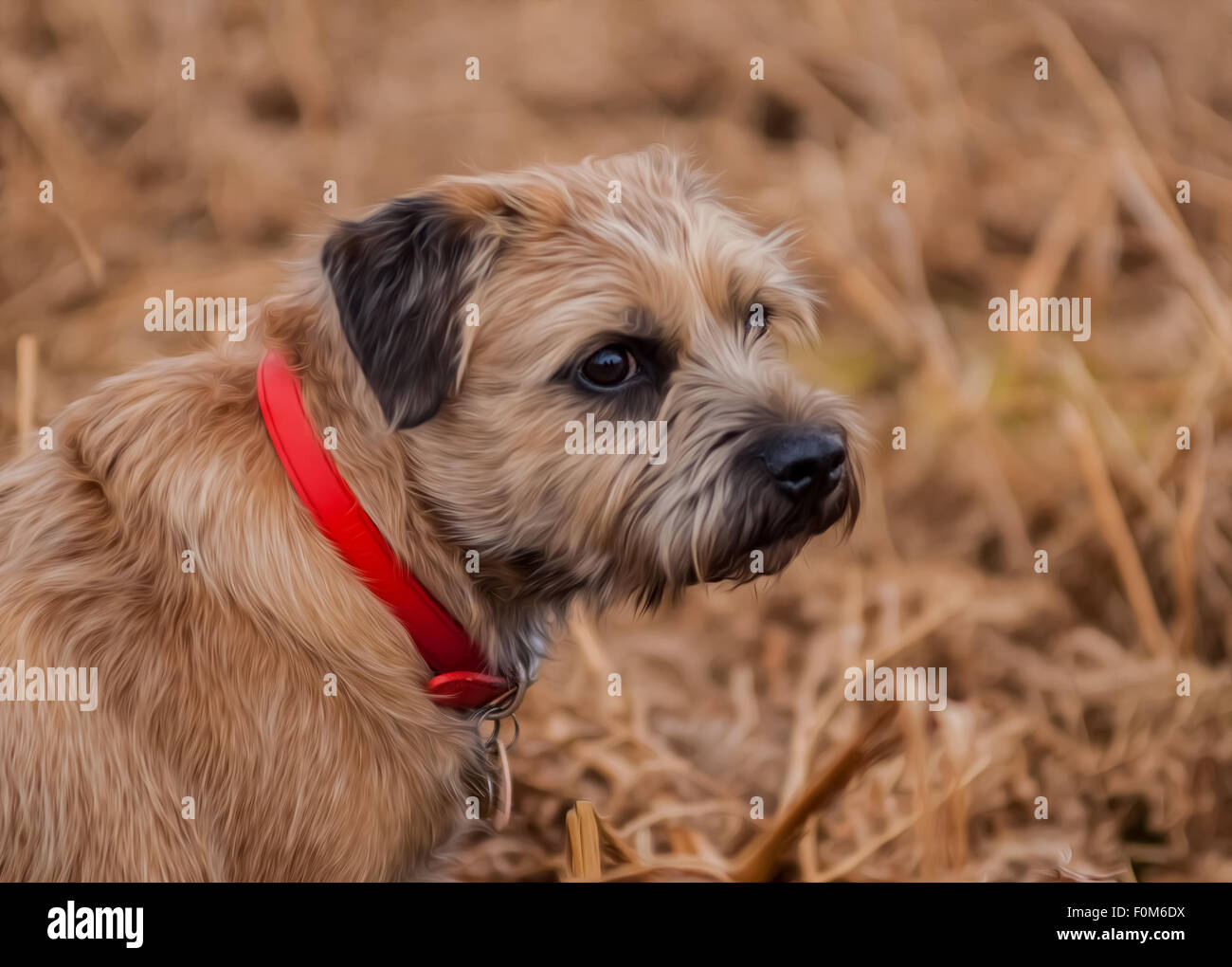 Border Terrier Dog Stock Photo