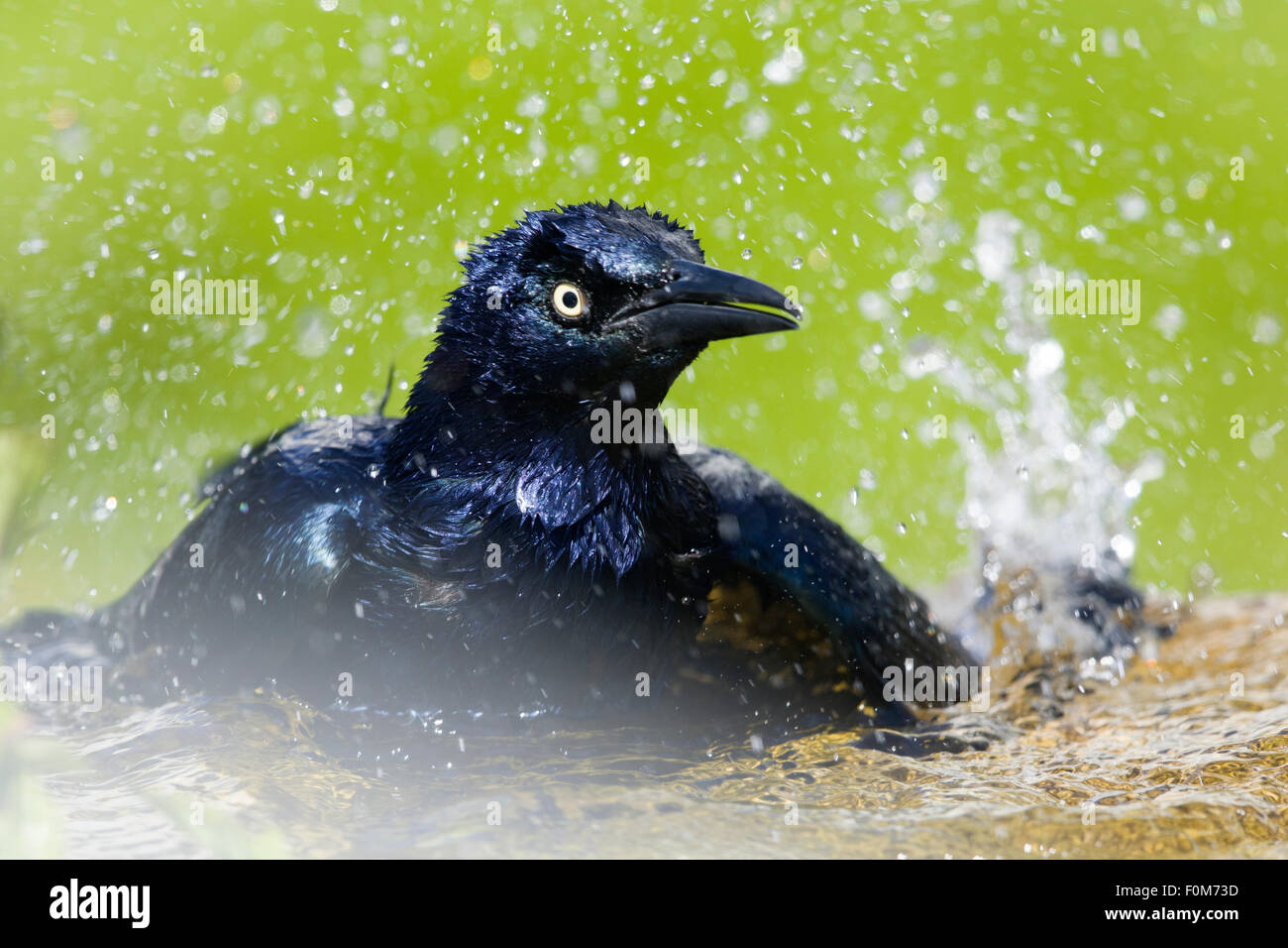 Great-tailed Grackle - male washing Quiscalus mexicanus Texas, USA BI027039 Stock Photo