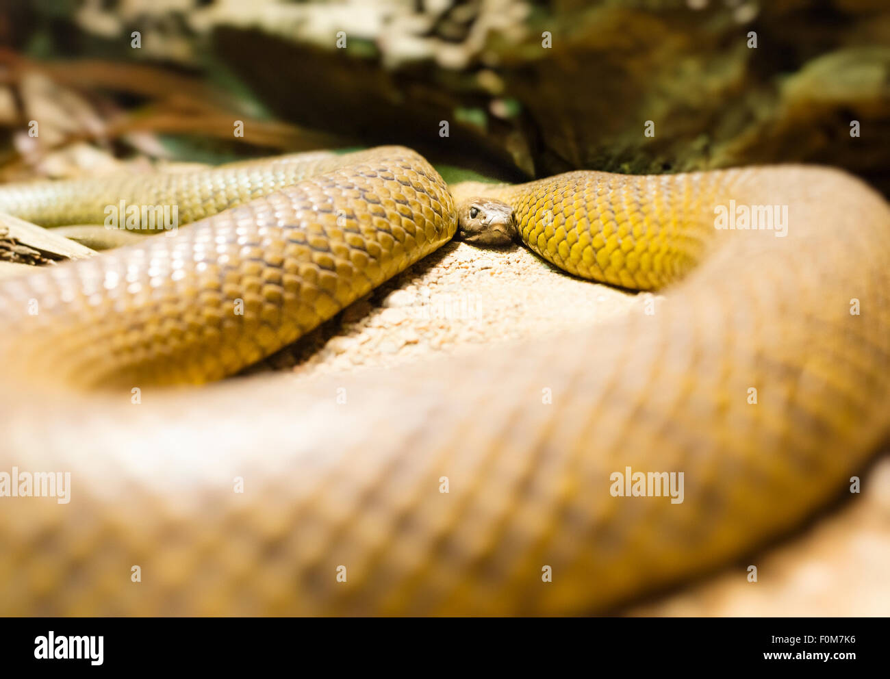 Close up of big snake in zoo. Stock Photo