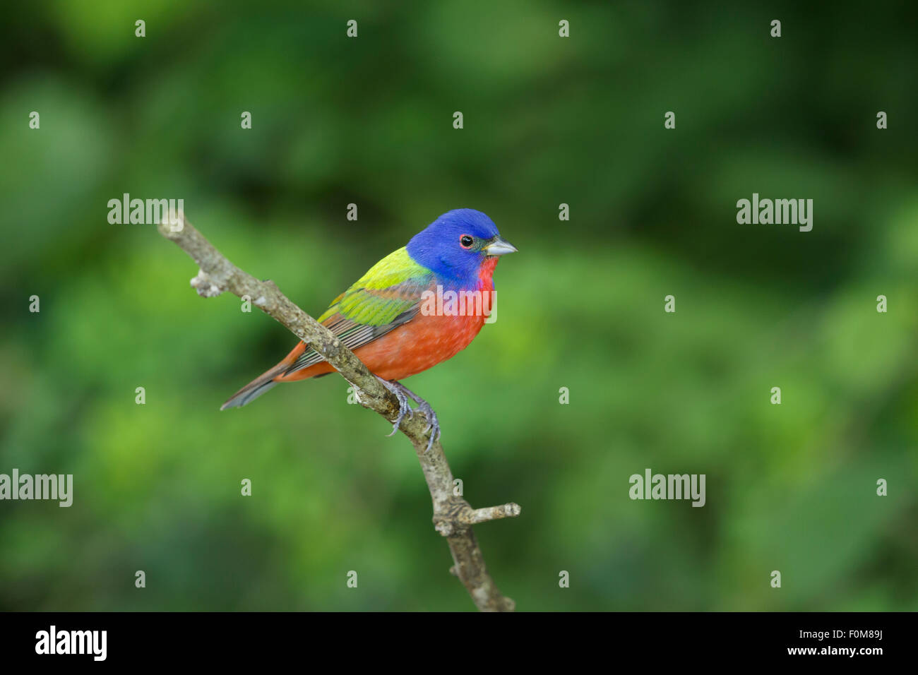 Painted Bunting Stock Photos & Painted Bunting Stock Images Alamy