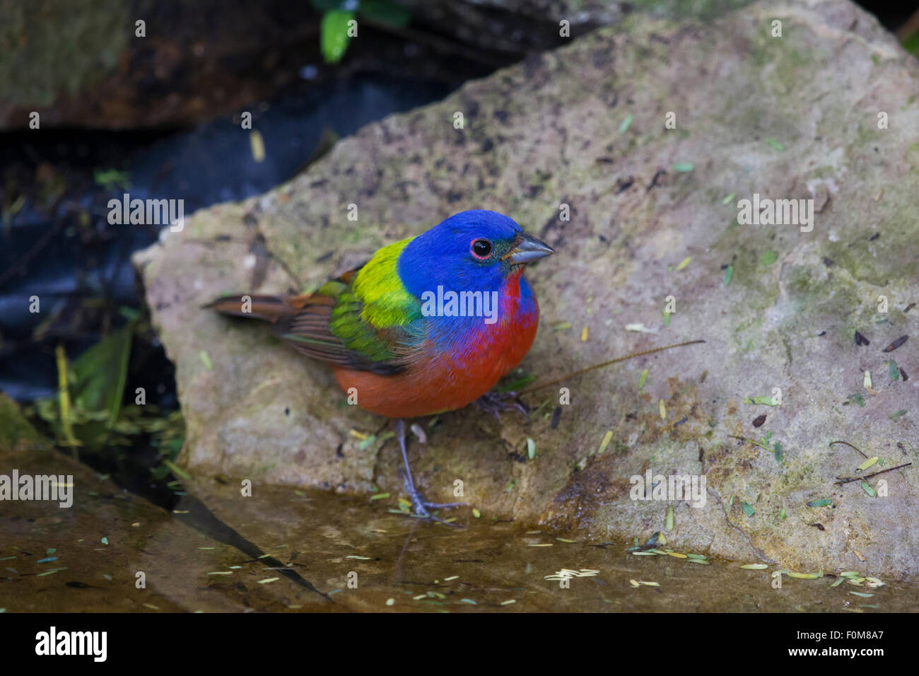 Painted Buntings High Resolution Stock Photography and Images Alamy