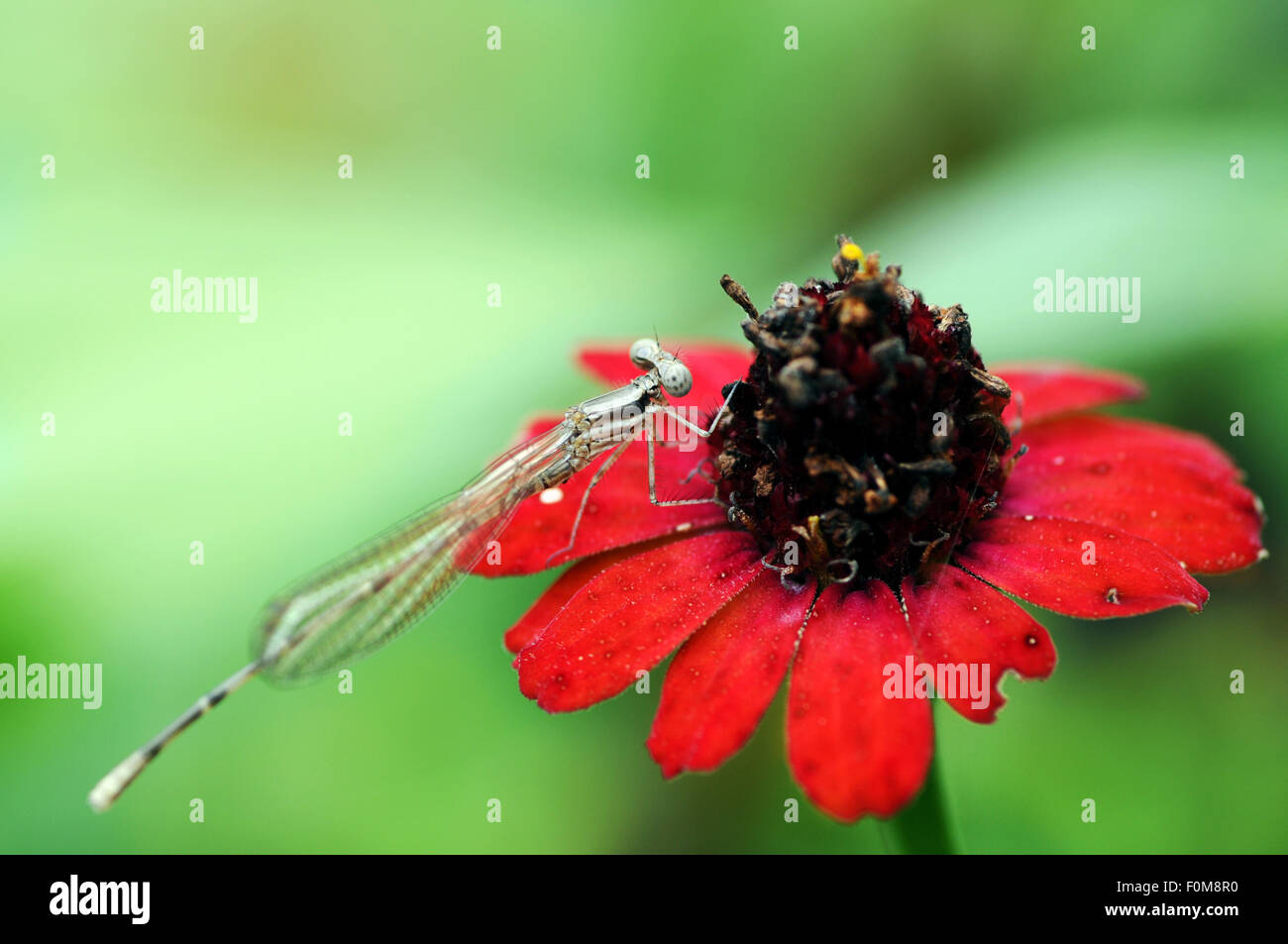 Beautiful  dragonfly perched on a  red flower Stock Photo