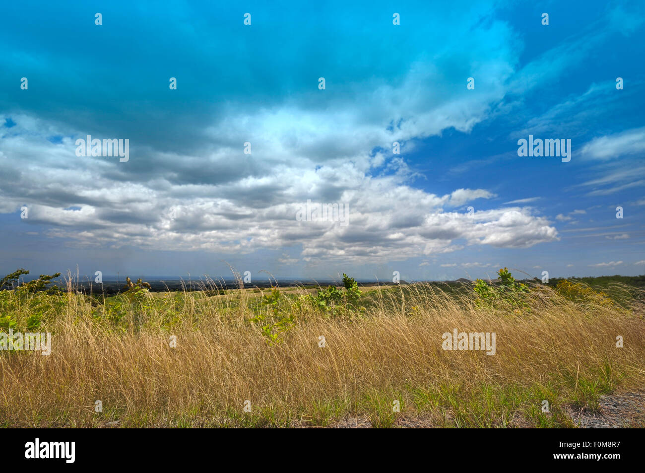 Beautiful mountain view with tall grass and bright blue sky with puffy ...