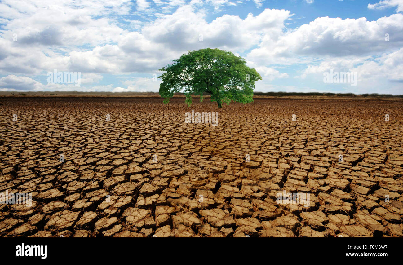 Barren desert land with a single green tree in the middle Stock Photo