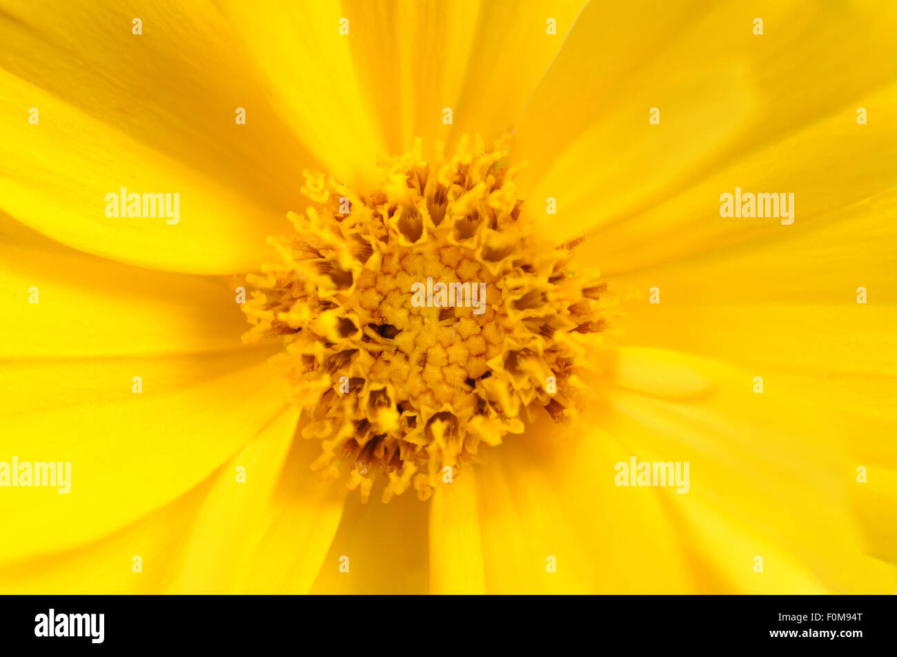 White flower yellow middle hi-res stock photography and images - Alamy