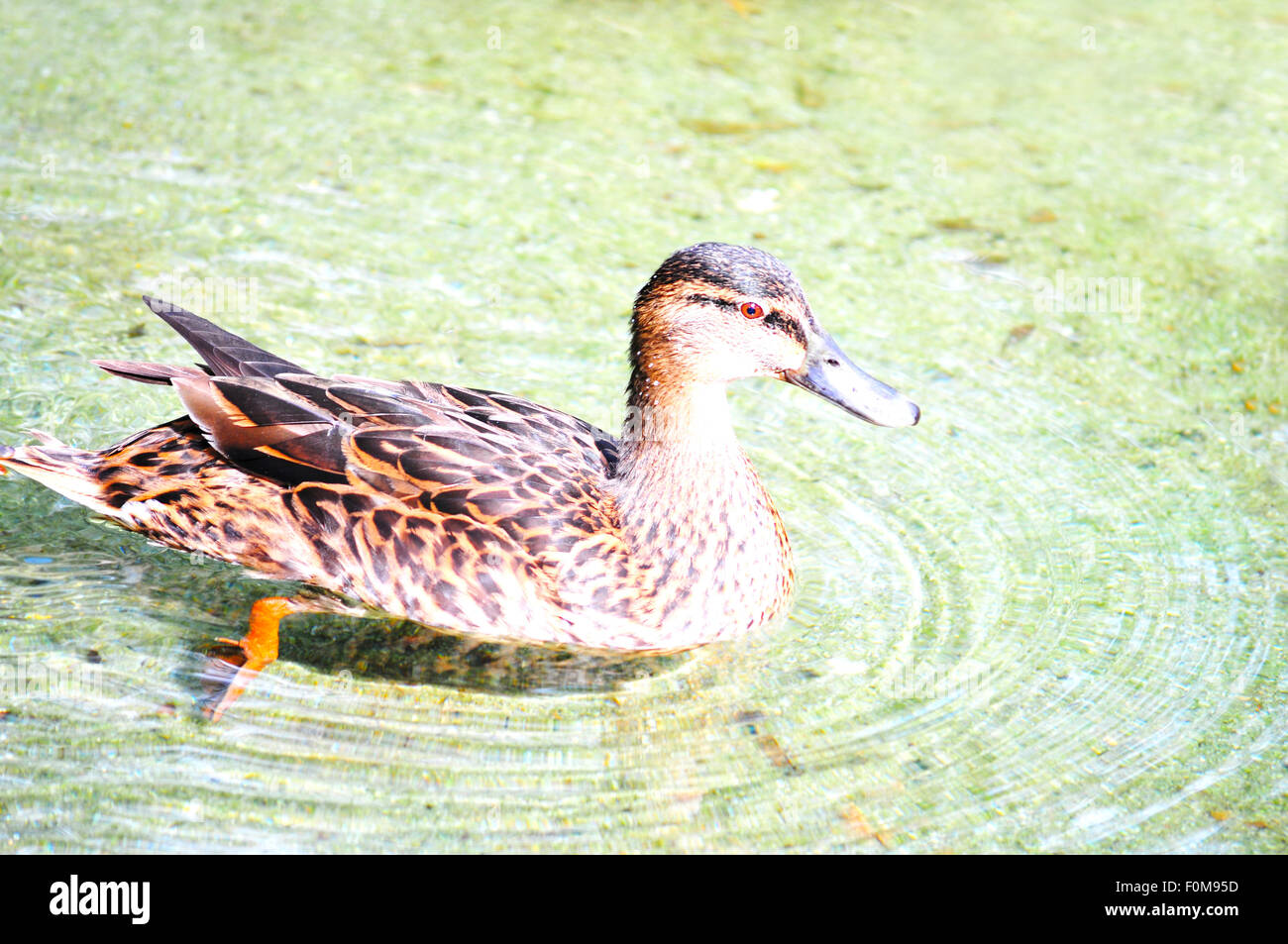 Single mallard female duck on a pond Stock Photo