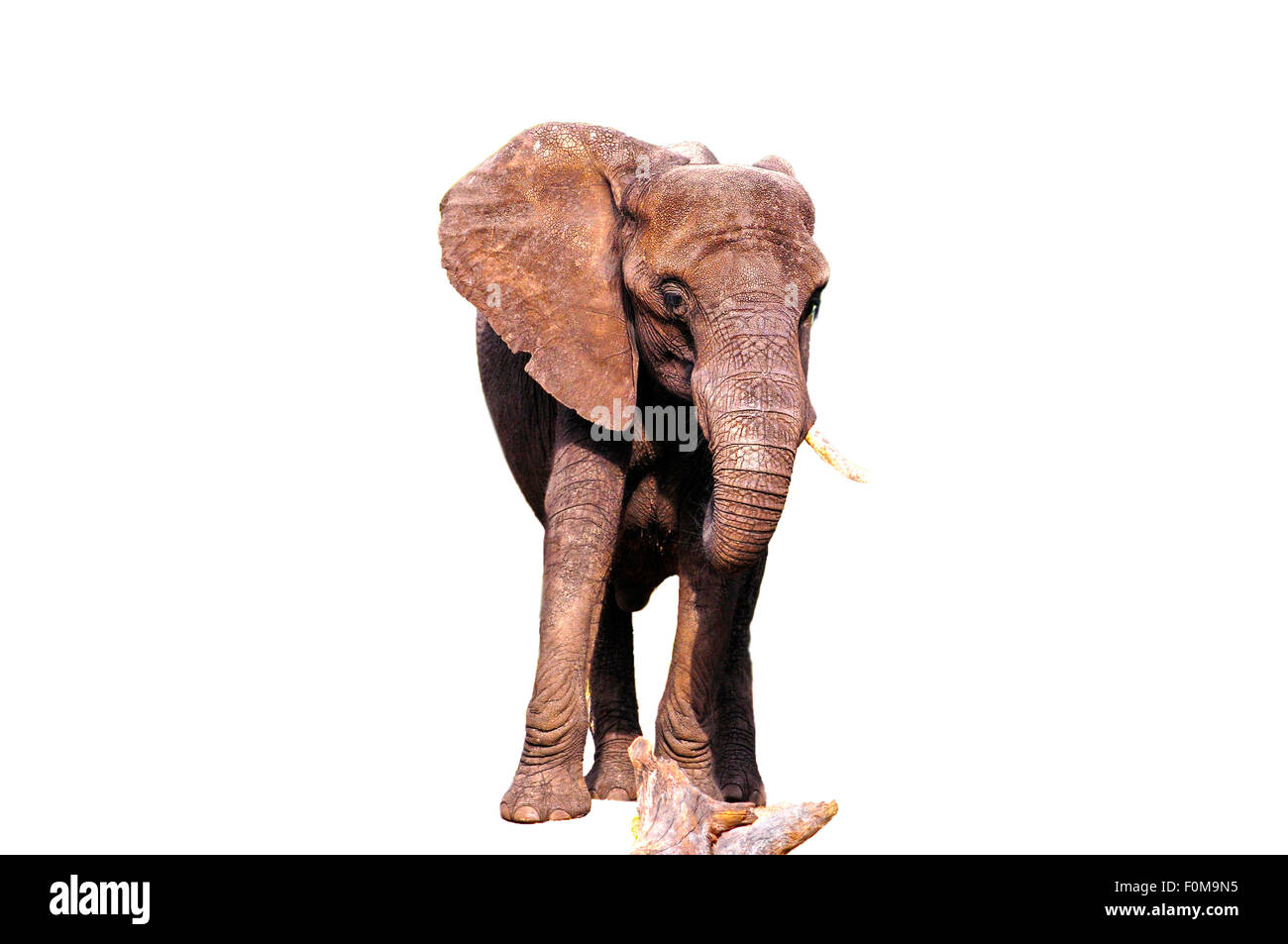 African elephant isolated on a white background Stock Photo - Alamy