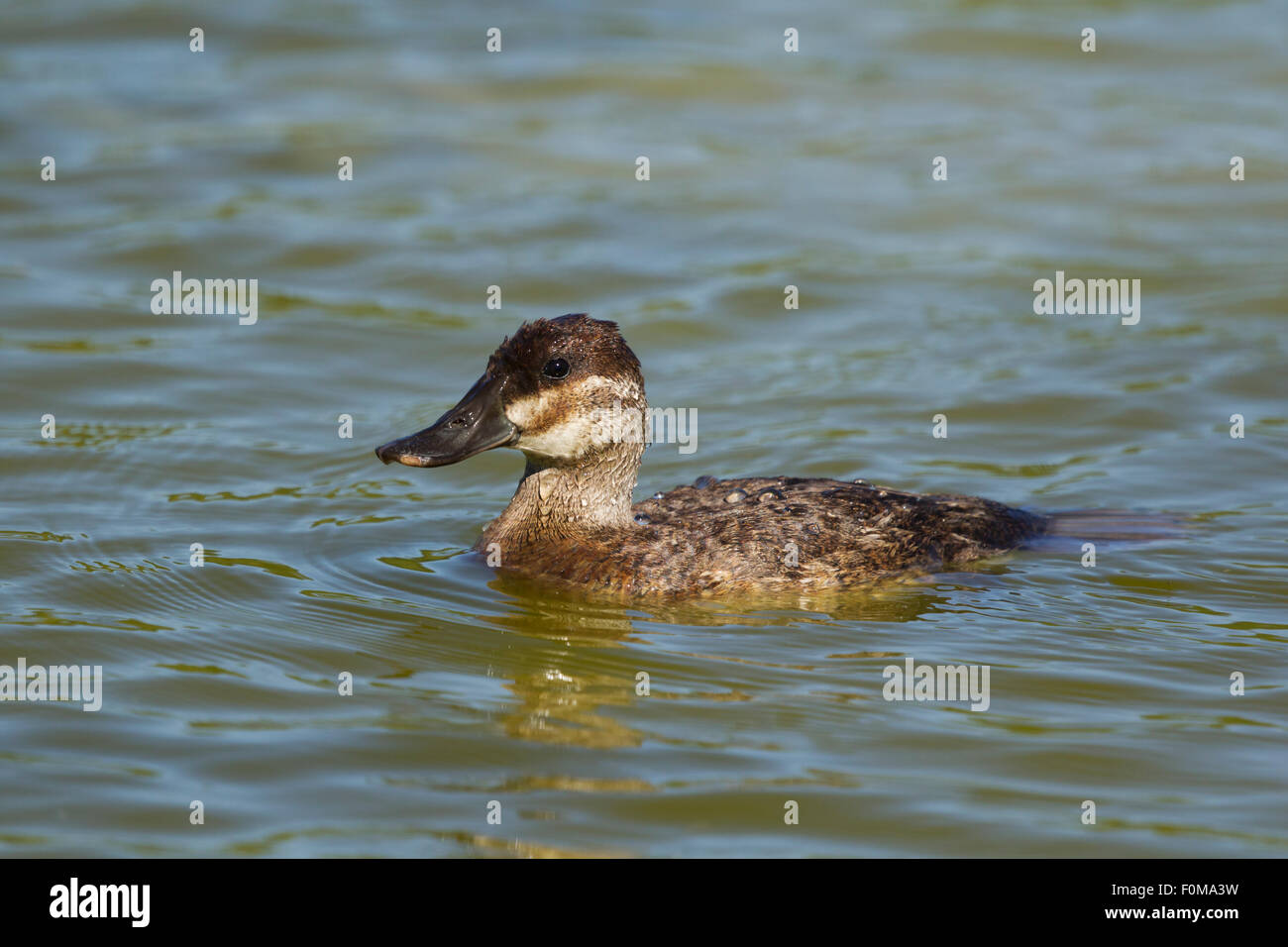 Ruddy Duck - female Oxyura jamaicensis Gulf Coast of Texas, USA BI027120 Stock Photo