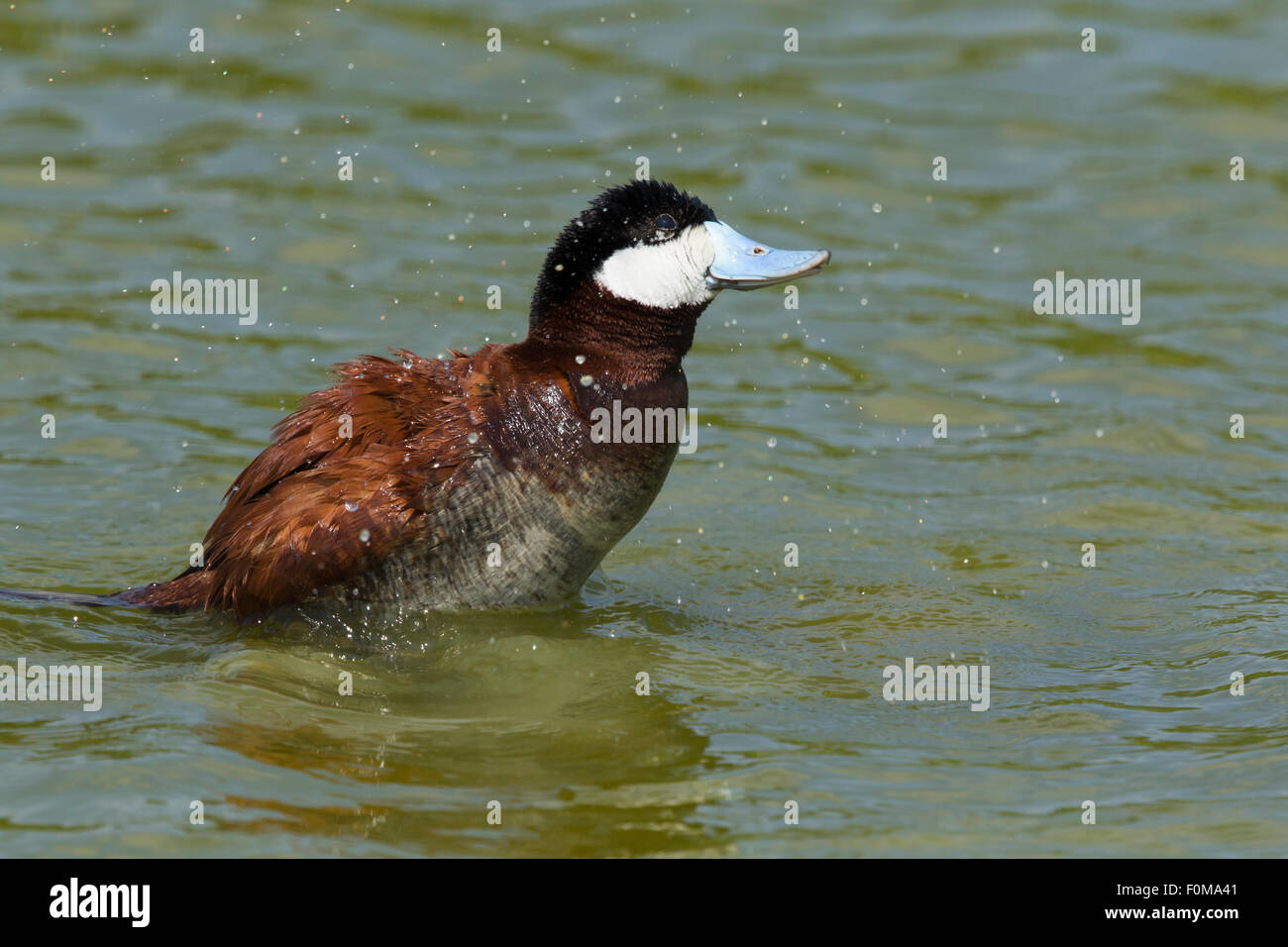 Ruddy Duck - male washing Oxyura jamaicensis Gulf Coast of Texas, USA BI027121 Stock Photo