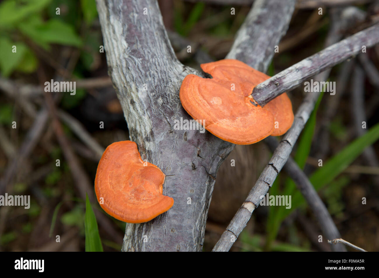 Orange fungus growing at Sabah Tea Plantation Ranau Malaysia Stock