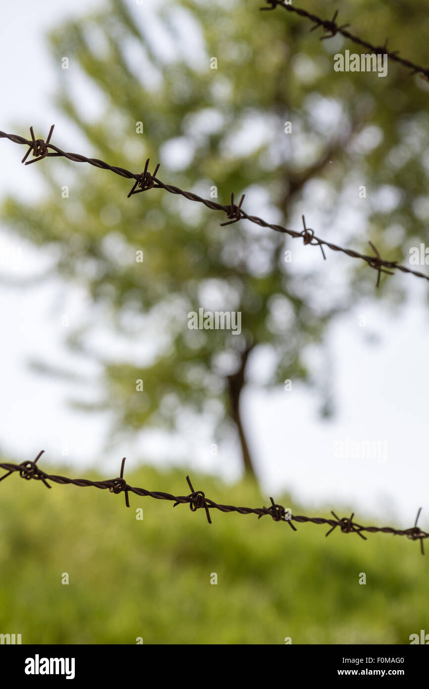 Barbed Wire And Tree High Resolution Stock Photography and Images Alamy