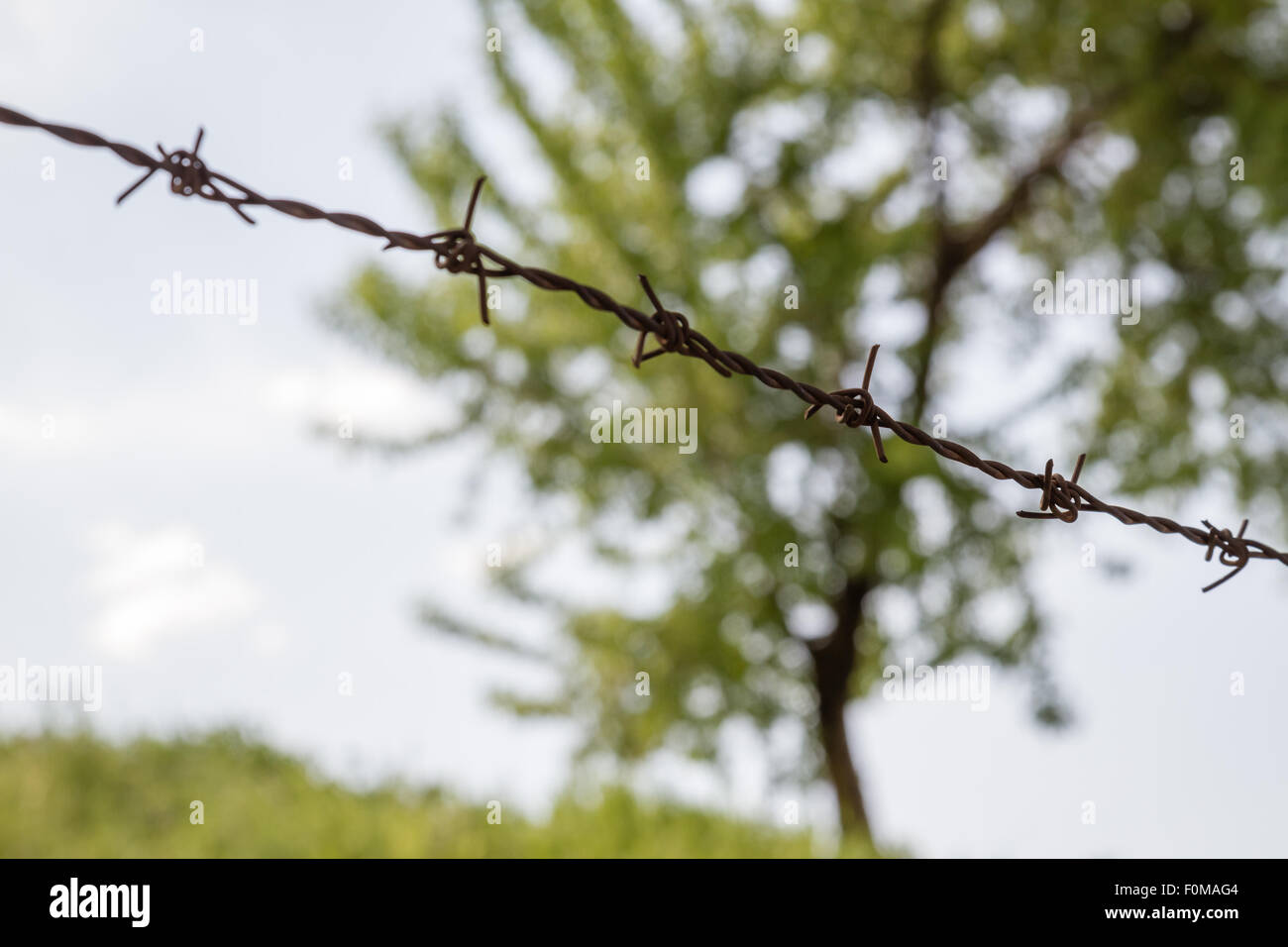 Barbed Wire And Tree High Resolution Stock Photography and Images Alamy