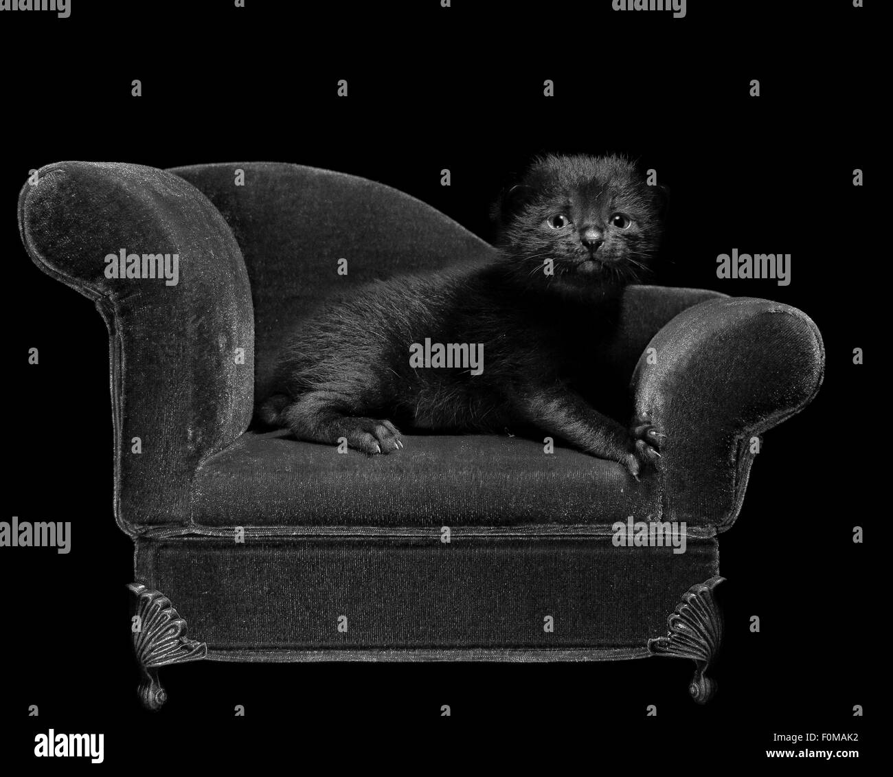 Cat sofa Black and White Stock Photos & Images - Alamy