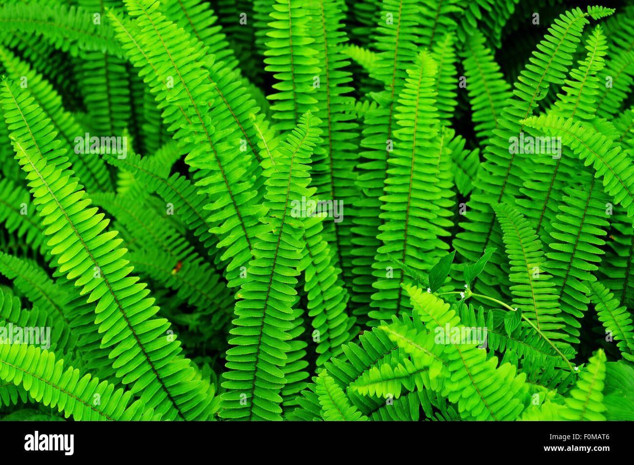 Beautiful shot ferns plant hi-res stock photography and images - Alamy