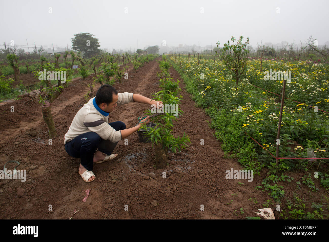 agriculture in Vietnam Stock Photo