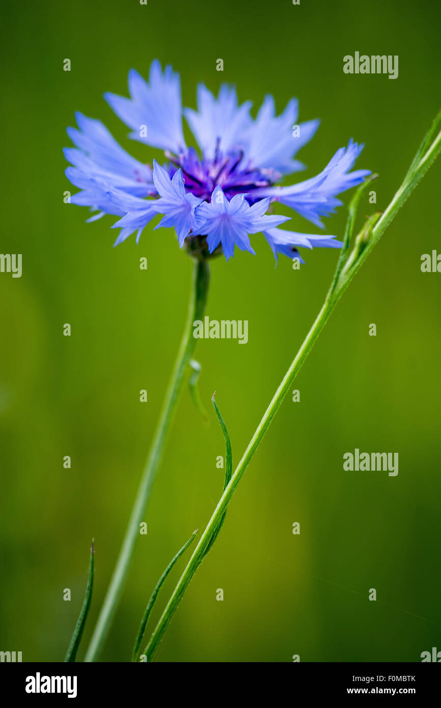 Knapweed flowers hi-res stock photography and images - Alamy