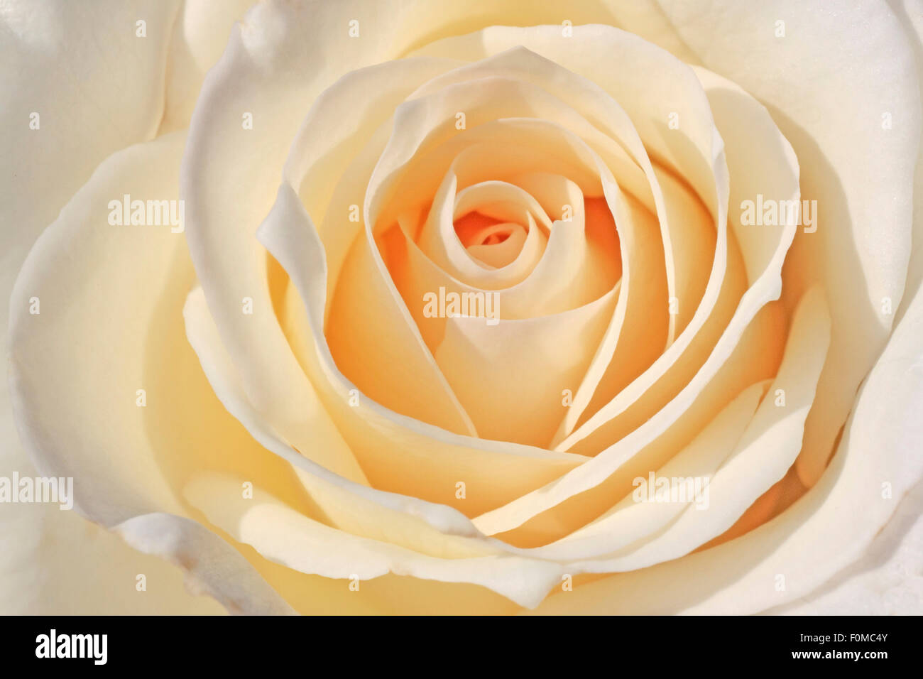 close up of white rose Stock Photo - Alamy