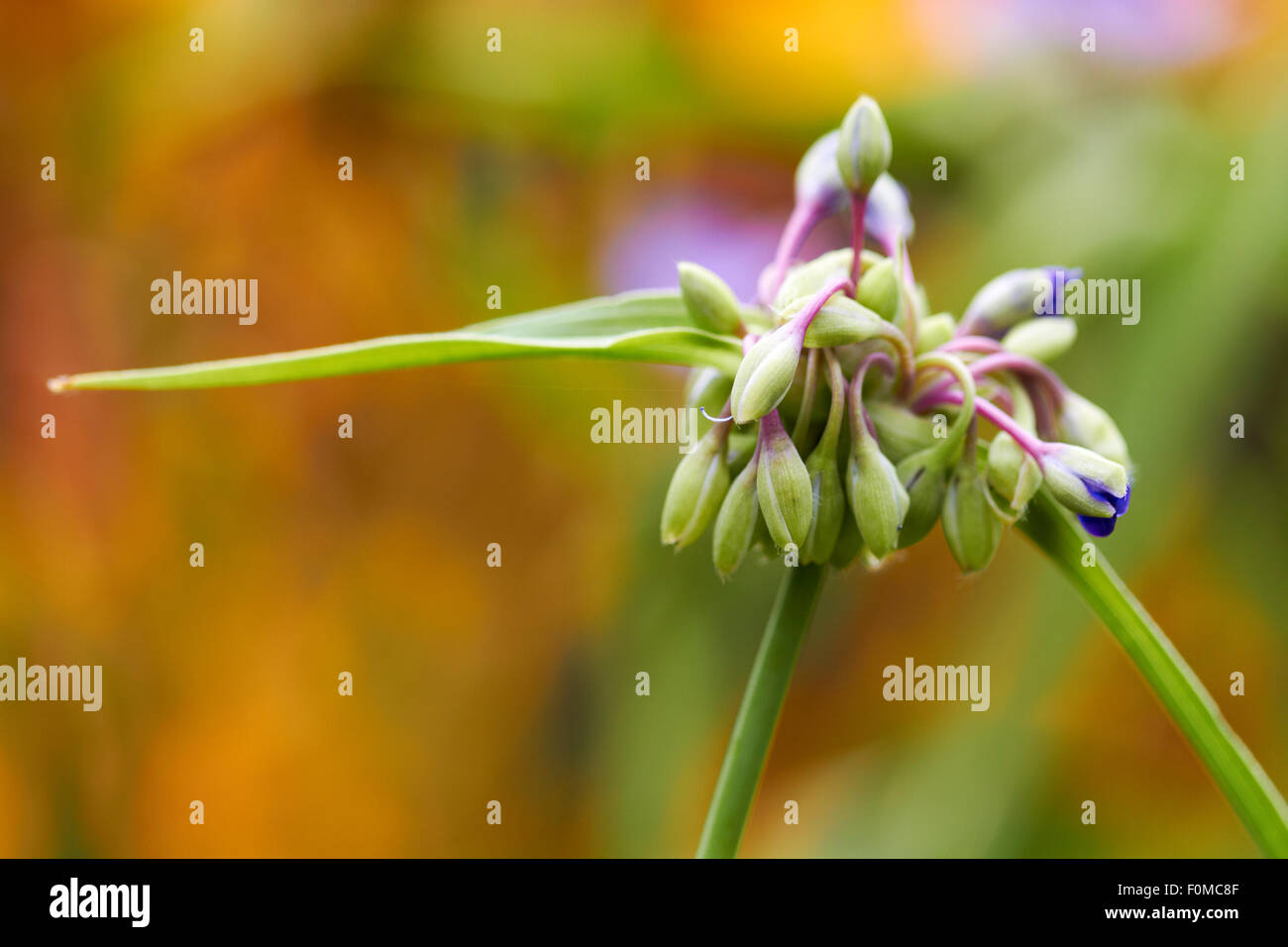 Tradescantia Flower  Flower, Nature, Garden, Wildlife, Outdoors, Plant, Summer, Park, Stock Photo
