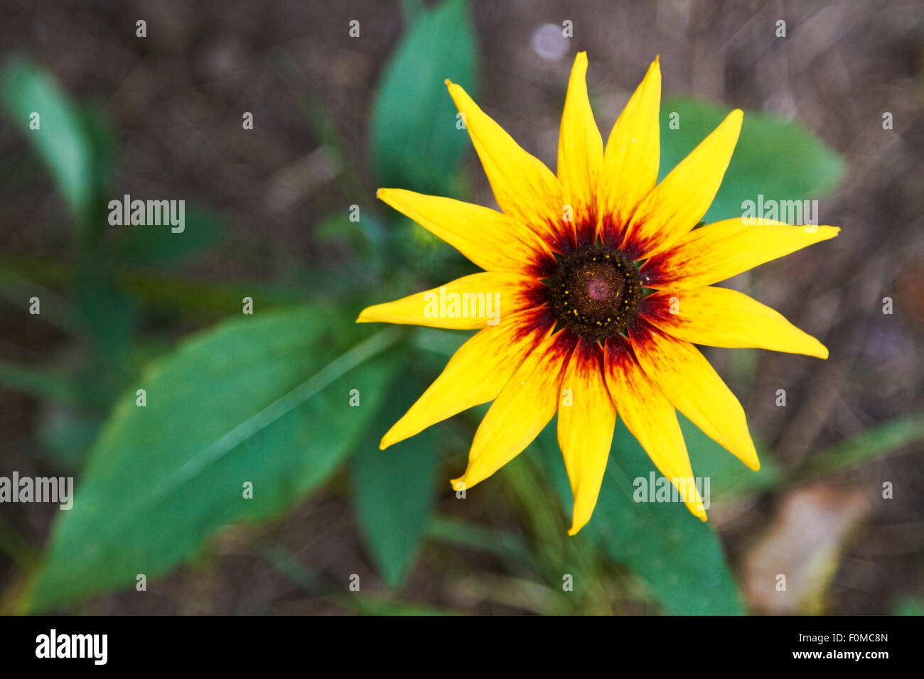 Black Eyed Susan Flower, Nature, Garden, Wildlife, Outdoors, Plant Stock Photo