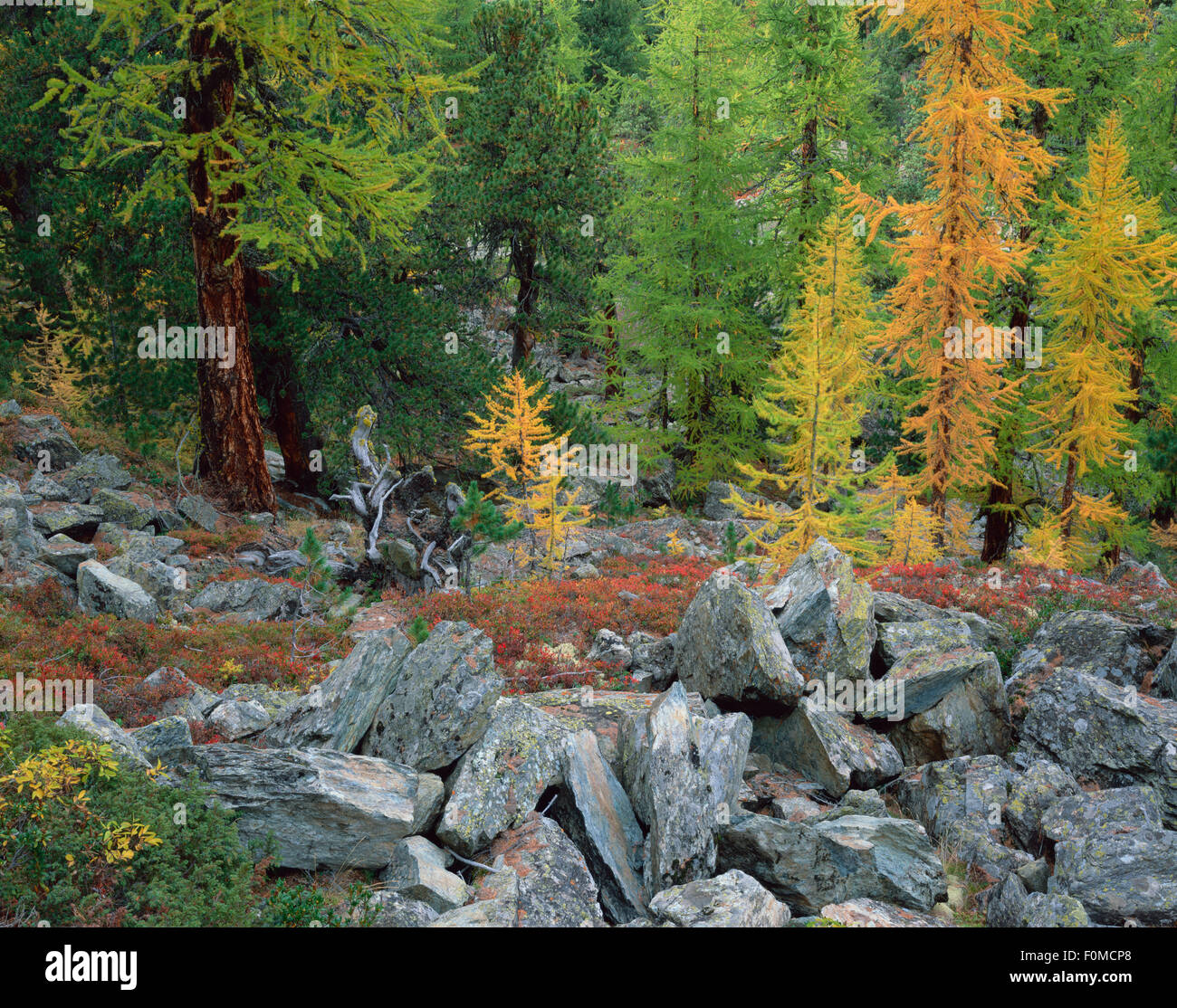 Forest with European larch (larix decidua) and Swiss / Arolla pine (Pinus cembra) Switzerland, September 2008 Stock Photo