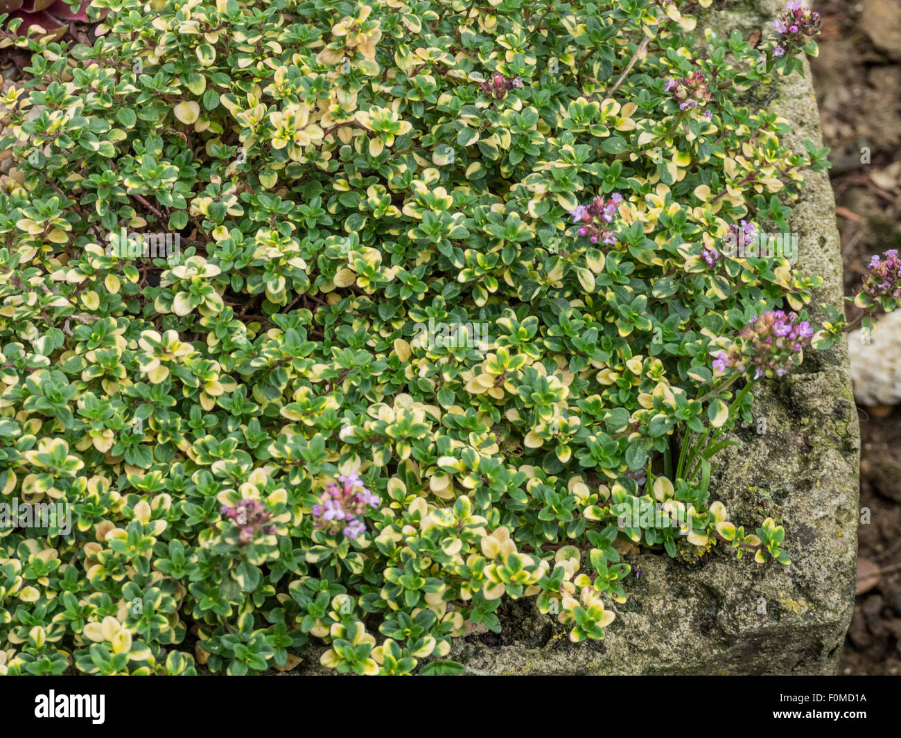 Golden variegated Thymus ' Doone Valley' foliage Stock Photo