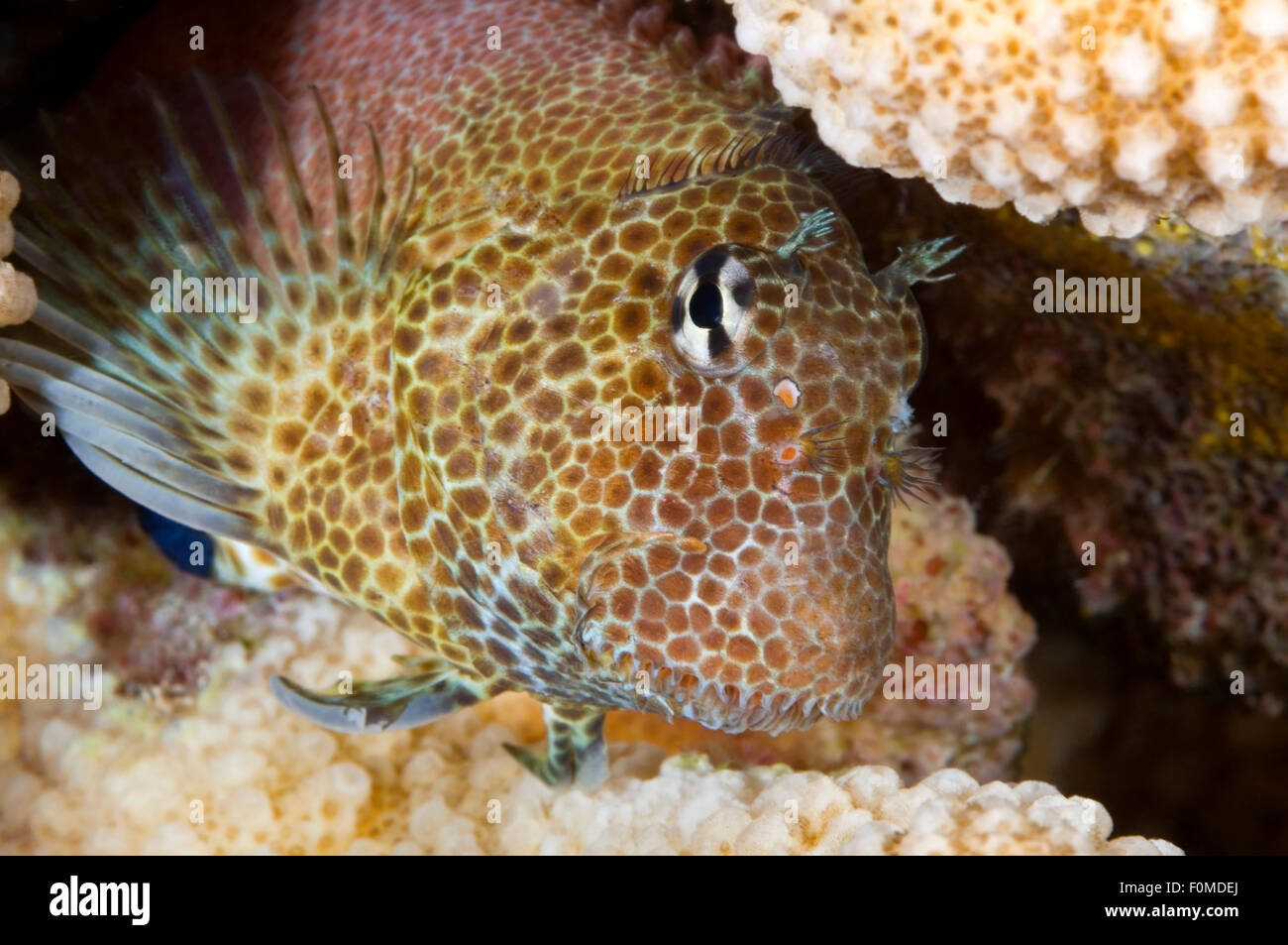 CLOSE-UP VIEW OF LEOPARD BLENNY HEAD Stock Photo
