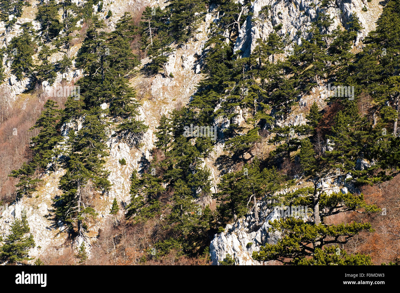 Bosnian pines (Pinus heldreichii / leucodermis) growing in rocky landscape, Pollino National Park, Basilicata, Italy, November 2008 Stock Photo
