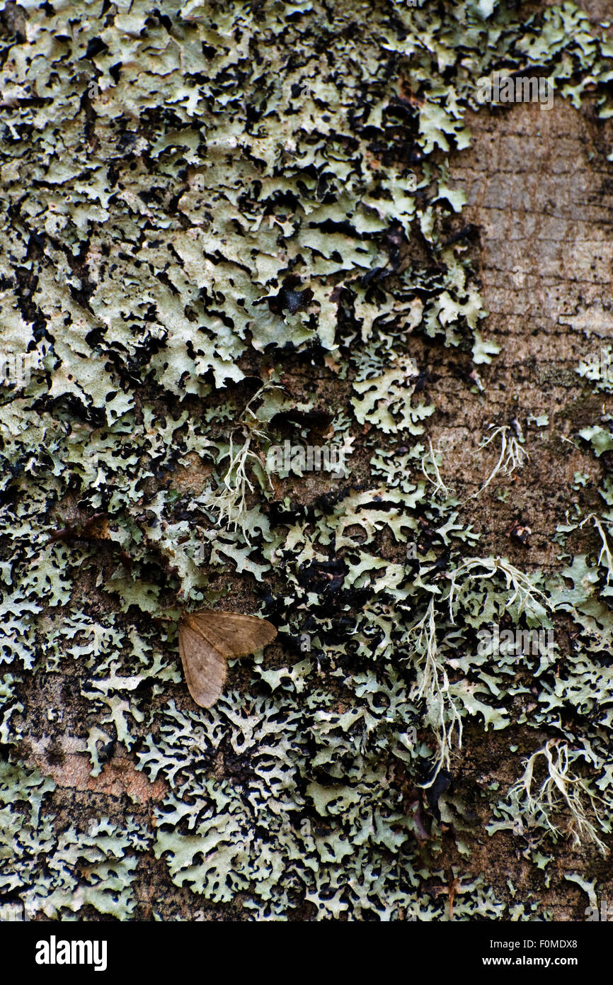 Moth and lichen on tree trunk, Pollino National Park, Basilicata, Italy, November 2008 Stock Photo