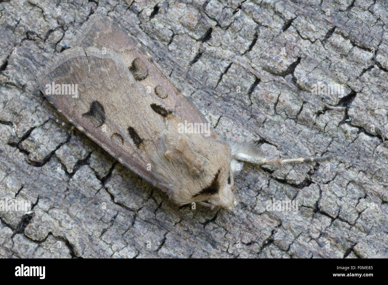 Heart and Dart (Agrotis exclamationis) moth on tree bark Stock Photo