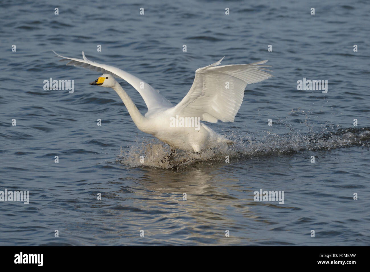 Whooper swan (Cygnus cygnus) landing on lake Stock Photo