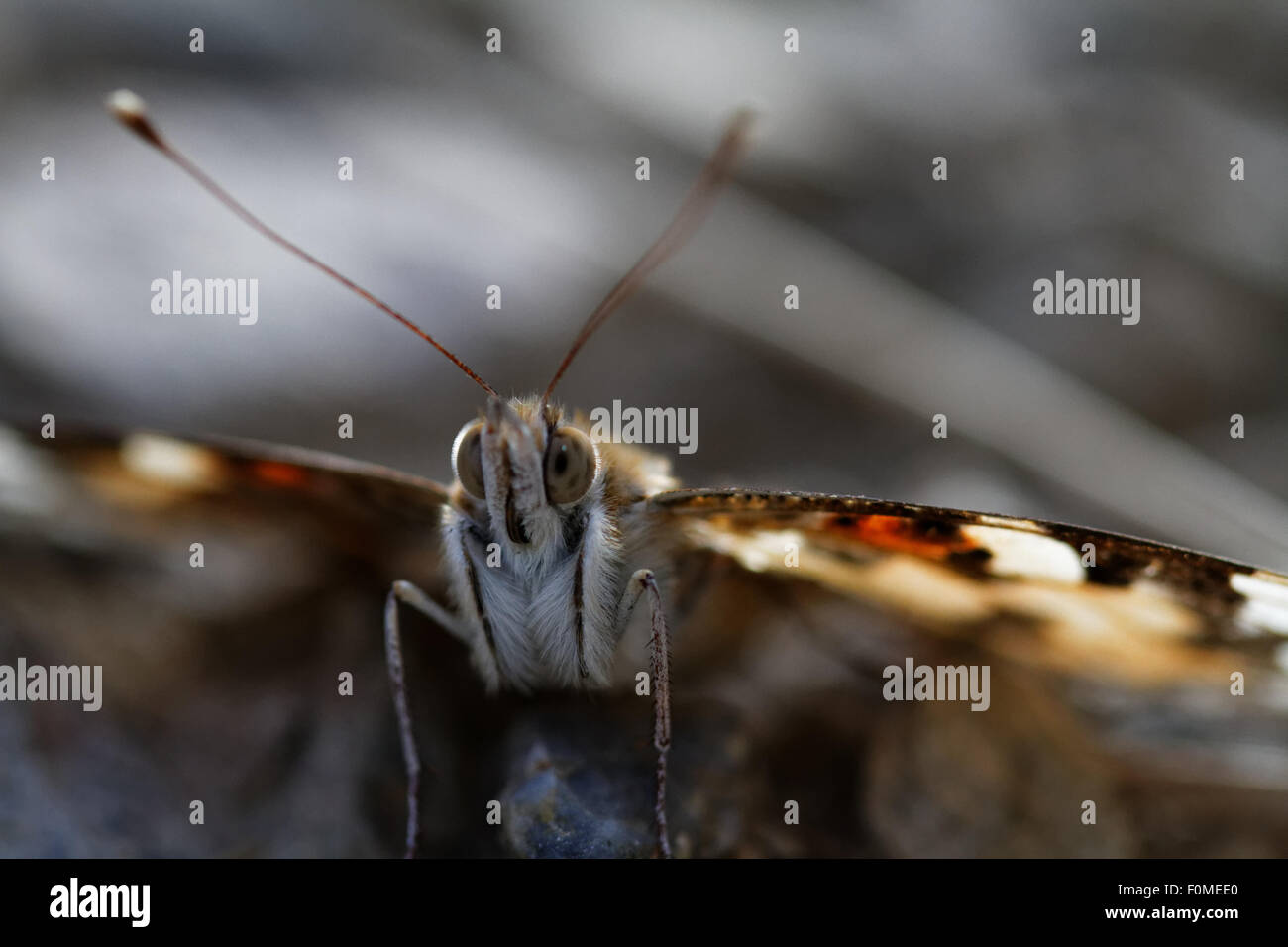Close up butterfly face hires stock photography and images Alamy