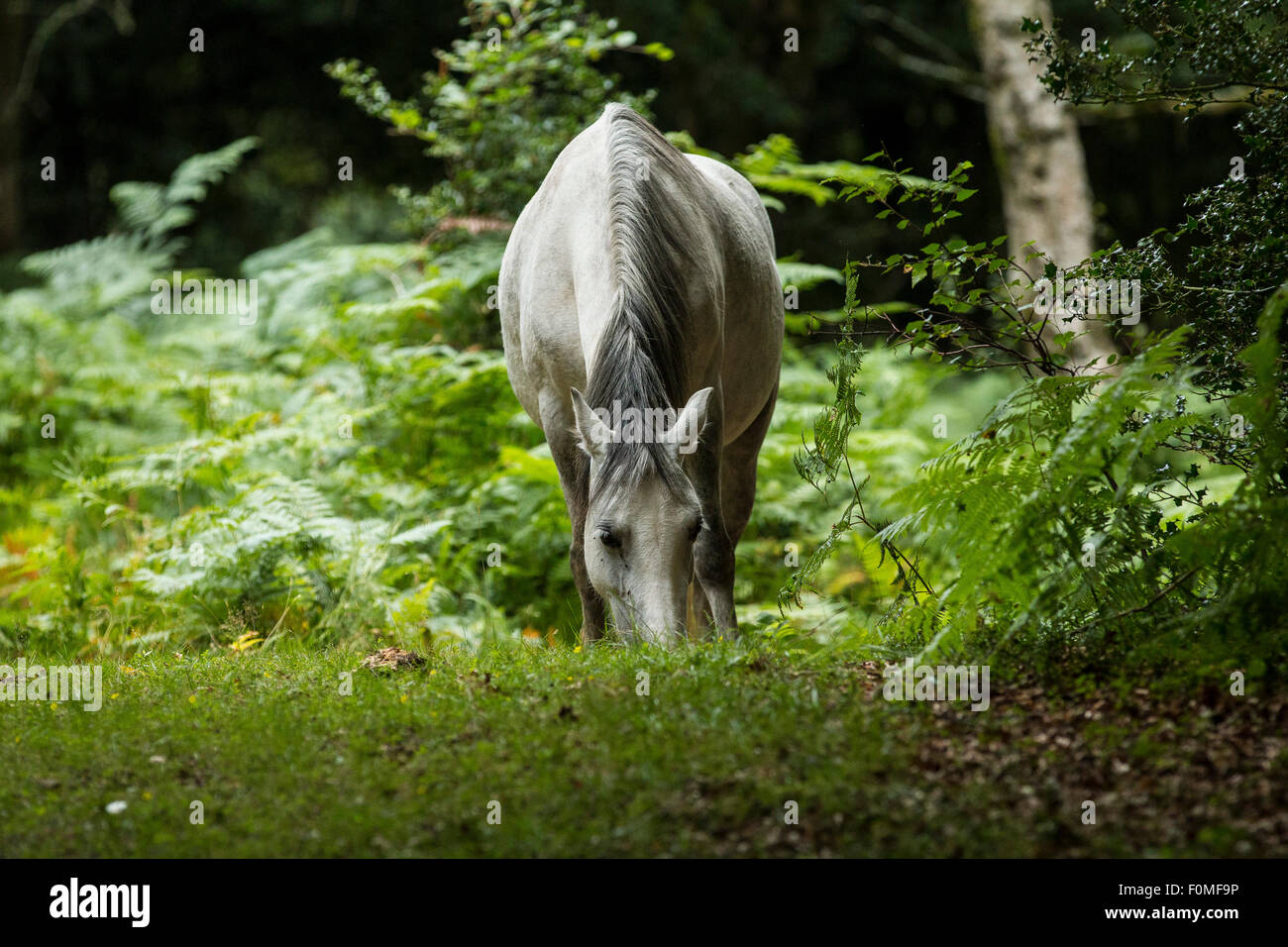 New Forest pony grazing in a sunlit clearing in the New Forest Stock Photo