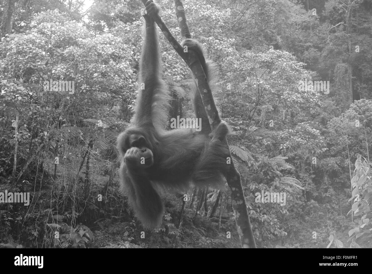 Mother Orangutan hanging around in the jungle Stock Photo