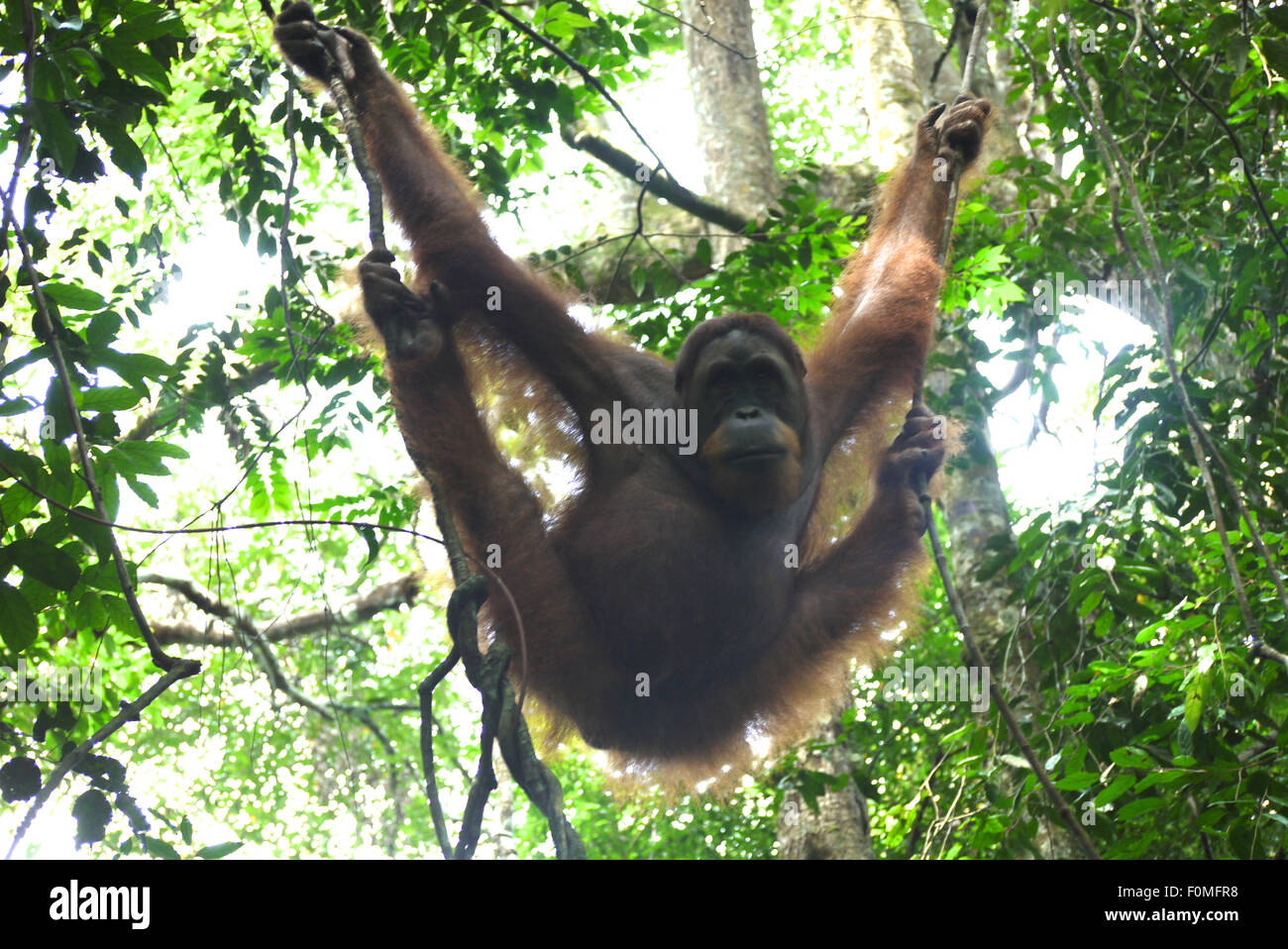 Mother Orangutan hanging around in the Jungle Stock Photo
