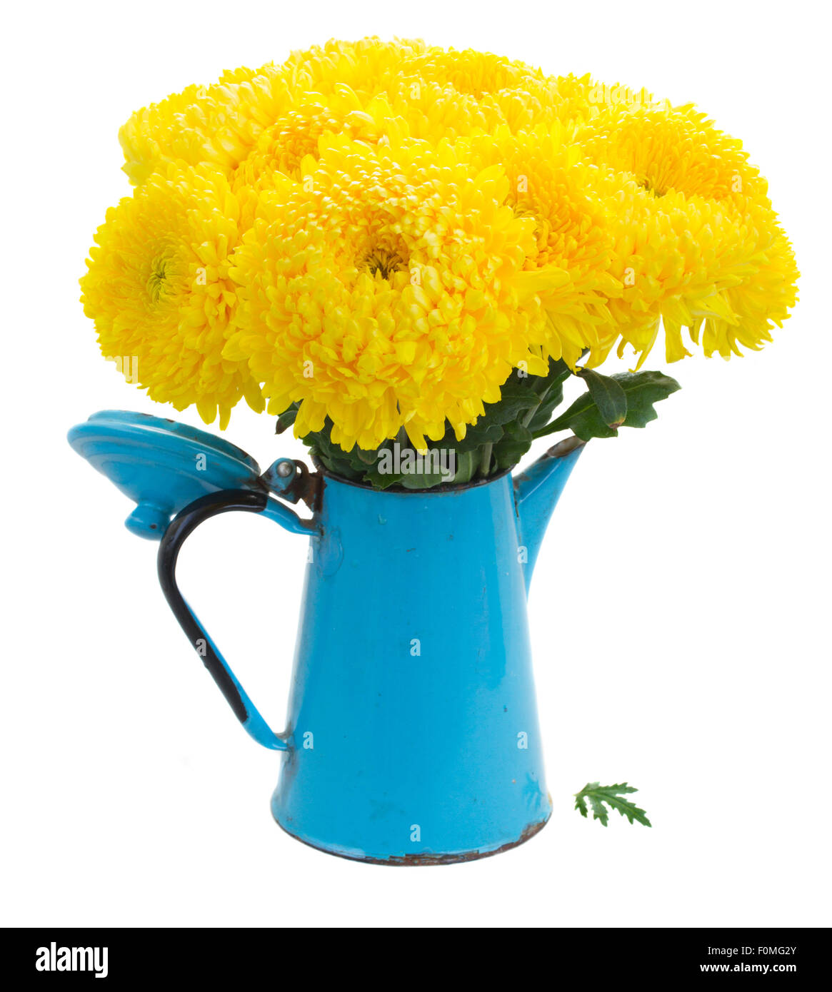 yellow mum flowers Stock Photo