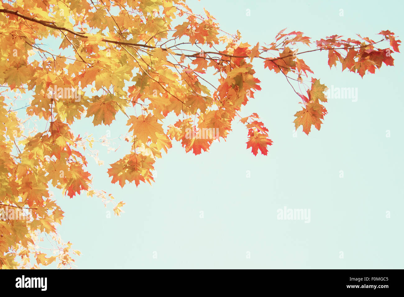 yellow maple in autumn park Stock Photo - Alamy