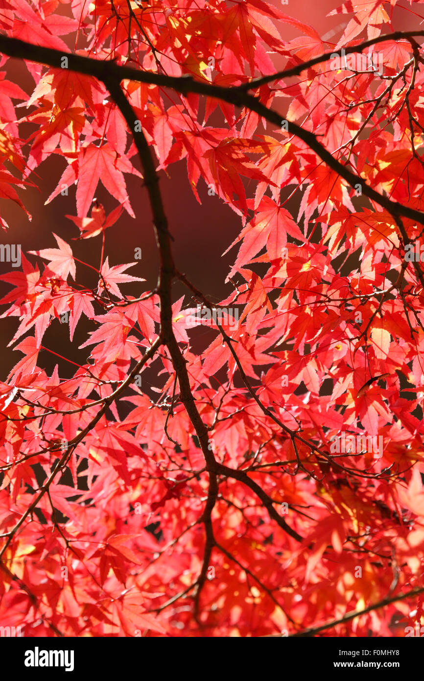 Autumnal Maple tree leaves, Kyoto, Japan, Asia Stock Photo