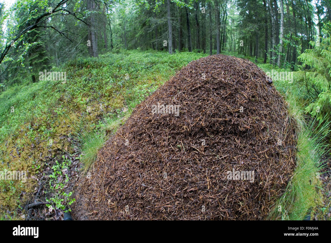 Large Wood ant {Formic rufa} nest in boreal forest, Northern Oulu