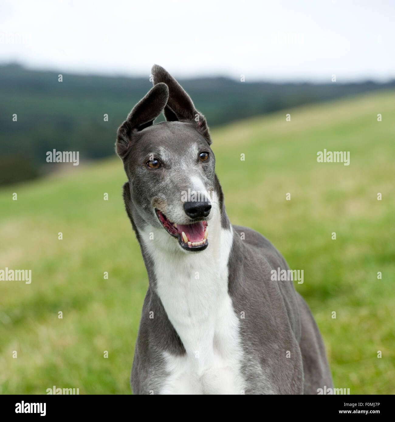 Lurcher Dog Head High Resolution Stock Photography and Images Alamy